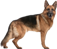 German Shepherd dog